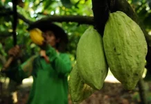 Lampung Boosts Cocoa Downstreaming to Support Sustainable Growth
