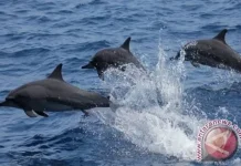 Sawu Sea Deploys AI Acoustic Tech for Marine Protection