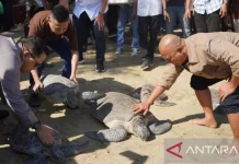 Gorontalo Releases Birds and Turtles to Safeguard Ecosystem