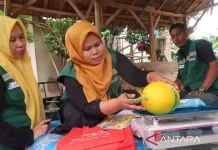 Aceh Tamiang Develops Melon Farming to Revive Post-Disaster Economy