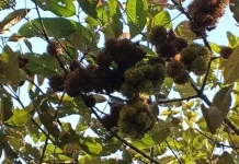 Tua Tunu Botanical Garden-BRIN Research Endangered Wild Rambutan in Bangka
