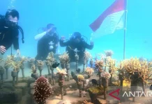 Gorontalo Divers Mark 81st Independence Day with Coral Restoration