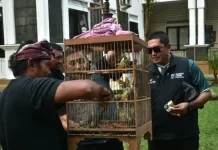 Sumedang Releases 60 Sooty-headed Bulbuls to Restore Local Wildlife