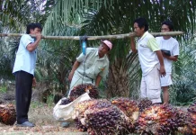 Indonesia Has Potential to Use POME as Clean Energy Source