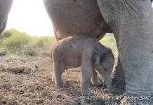 Healthy Sumatran Elephant Calf Born in South Sumatra on Independence Day