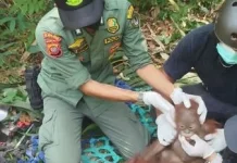 Bornean Orangutan Family Rescued in West Kalimantan