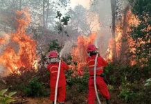 Police Arrest Over a Dozen Forest and Land Fire Suspects in Kalimantan