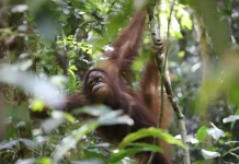 Drought Triggers Orangutan Movement, Three Animals in West Kalimantan Evacuated