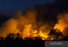 Eight South Kalimantan Regions on Forest and Land Fire Alert, 1,651 Incidents
