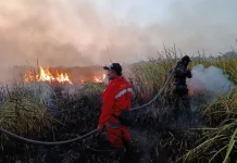 Way Kambas Fire Response Focuses on Wildlife Protection