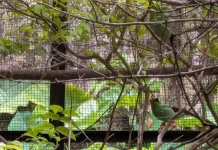 Sunda Green Magpie Proposed as West Java Official Mascot to Prevent Extinction