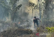 BNPB Reports 396 Hectares Burned in Nabire Fires
