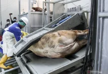 Indonesia Boosts Metal SME Access to the Slaughterhouse Market