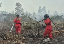 Forest Fire Damage Reaches 202,000 Hectares Across Indonesia