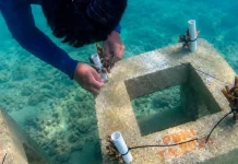 Seribu Islands Plants 10,684 Coral Seedlings to Restore Jakarta Seas