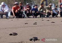 Nagaraja Turtle Conservation Saves 2,500 Turtle Hatchlings in Cilacap