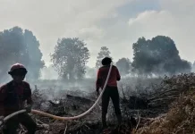 House Member Urges Action Against Corporations Behind Land Burning