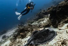 Maratua Diving Targets Malaysian and Singaporean Tourists
