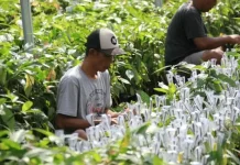 Govt Provides Seedlings for Lampung's Coffee, Cocoa Lands