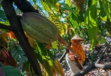 Govt Pushes Agroforestry Adoption to Boost Cocoa Productivity
