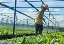 Promoting Safety and Equity for Women in Palm Oil Sector
