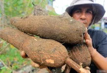 BRIN Studies Cassava Use for Forest and Land Fire Response