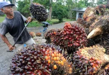 Domestic Palm Oil Market Seen as Driver for Sustainability Push