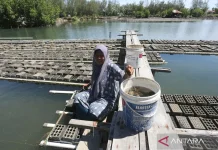 Banda Aceh Soft-Shell Crab Aquaculture Expands Asian Exports