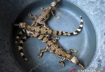 Mempawah Hulu, New Habitat for Sinyulong Crocodile in West Kalimantan