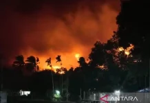 BNPB Tackles West Papua Fires as Burned Area Hits 2,496 Hectares