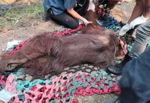 Forestry Ministry Rescues Weak Orangutan from Fire-Affected Area in Ketapang