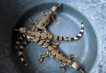 KKP Rescues Three Rare False Gharial Hatchlings in Mempawah (Sudah publish)