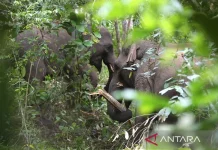 Aceh BKSDA Deploys Team to Mitigate Elephant-Human Conflict in Central Aceh