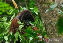 Wildfires Threaten Rare Orangutans in West Kalimantan