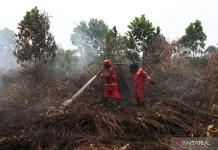 BRIN Develops Tech to Monitor Groundwater and Cut Peatland Fires
