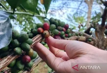 Liberica Coffee Introduced to Protect West Kalimantan Peatland