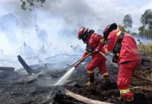 Minister Notes Public Help in Curbing Forest and Land Fires