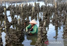 Chinese Investor MATA Ecology Targets Banyuwangi for Sustainable Oyster Farming