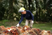 PalmCo Shifts from Domestic to Global Palm Oil Market