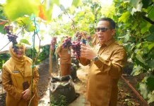 Probolinggo Revives Grape City Identity via Agrotourism Push