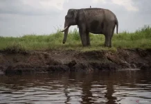 BKSDA Tightens 24-Hour Patrols to Prevent Forest Fires Near Elephant Habitat