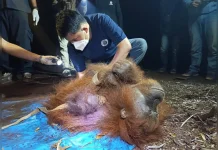 Mother and Baby Orangutan Rescued from Peatland Fires