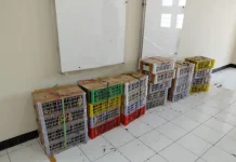 Forestry Ministry Busts Illegal Wild Bird Trafficking at Surabaya Port