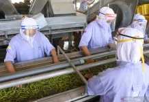 Indonesia Offers 35 Percent Subsidy for F&B Machinery Upgrades