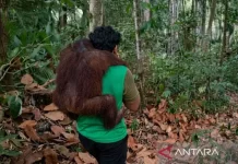 Forest Fires Endanger Rare Flora and Fauna in Indonesia