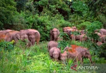 GPS Collars Keep 120 Sumatran Elephants Safe from Jambi Fires