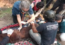 Bornean Orangutan Dies From Haze Hypoxia in West Kalimantan