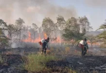 Indonesian Parliament Seeks Tougher Forest Fire Law Enforcement