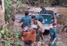 Five Rehabilitated Sumatran Orangutans Prepared for Release in Bukit Tigapuluh