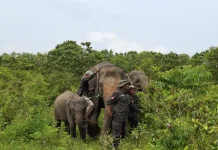 Way Kambas Park Uses Beehive Fences to Prevent Elephant–Human Conflict